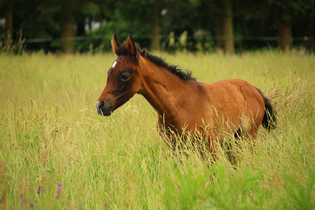 2024澳門特馬今晚開獎53期,深入探討URQ67.68.12的應用與影響