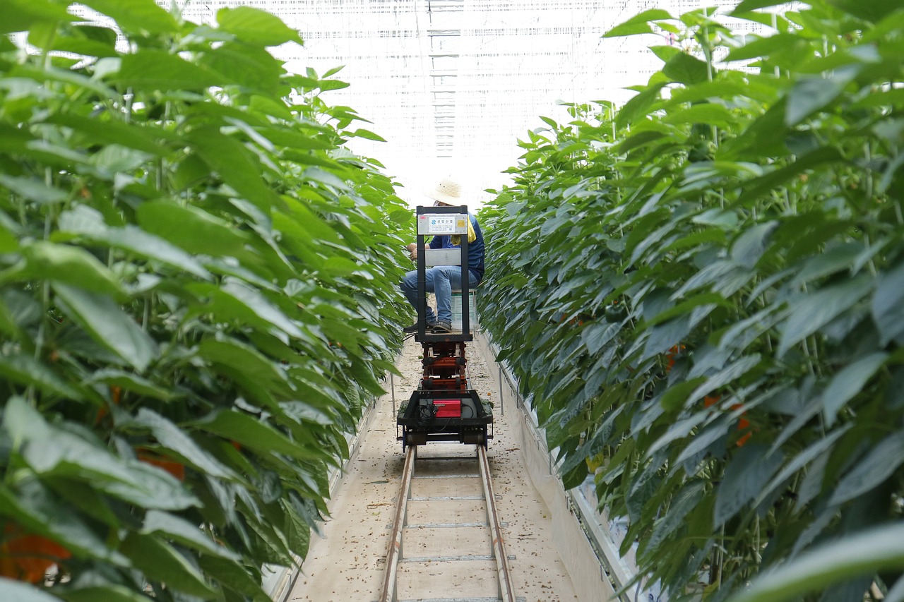 柊葉種植新技術(shù)及其應(yīng)用前景探討